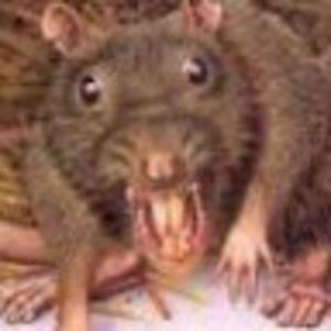 Meet your Posher, Sawyer